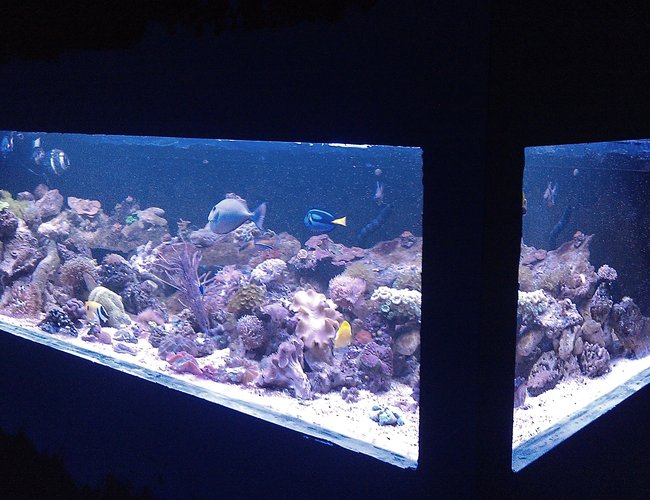 550 gallons reef tank (mostly live coral and fish) - 8' long 4' wide plywood tank 550 gallons reef tank (mostly live coral and fish) - 8' long 4' wide plywood tank