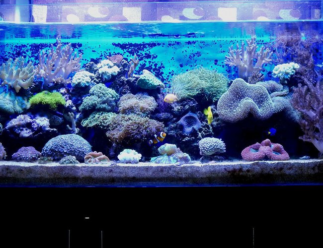 100 gallons reef tank (mostly live coral and fish) - 100G Mixed Reef Tank
with Softies,LPS & SPS 100 gallons reef tank (mostly live coral and fish) - 100G Mixed Reef Tank
with Softies,LPS & SPS