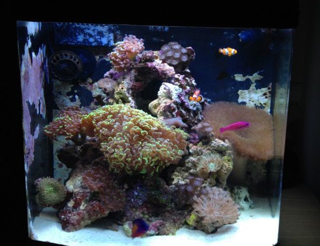 24 gallons reef tank (mostly live coral and fish) - My 24 gal dd nano 24 gallons reef tank (mostly live coral and fish) - My 24 gal dd nano