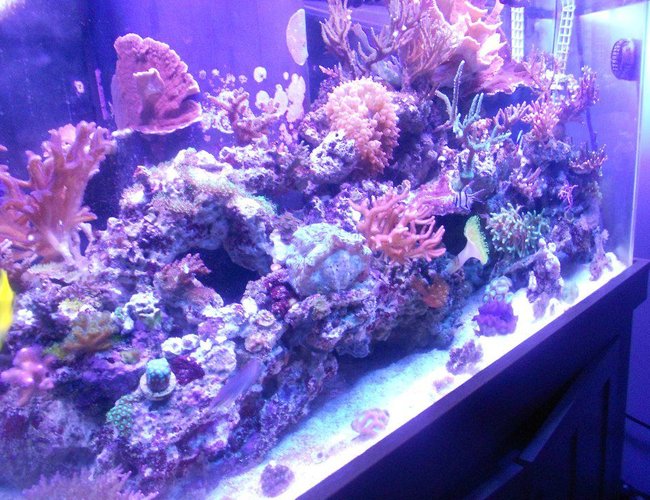 90 gallons reef tank (mostly live coral and fish) - growning.. growing.. 90 gallons reef tank (mostly live coral and fish) - growning.. growing..