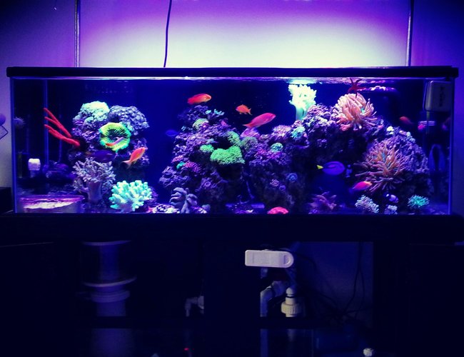 60 gallons reef tank (mostly live coral and fish) - Full tank shot 60 gallons reef tank (mostly live coral and fish) - Full tank shot