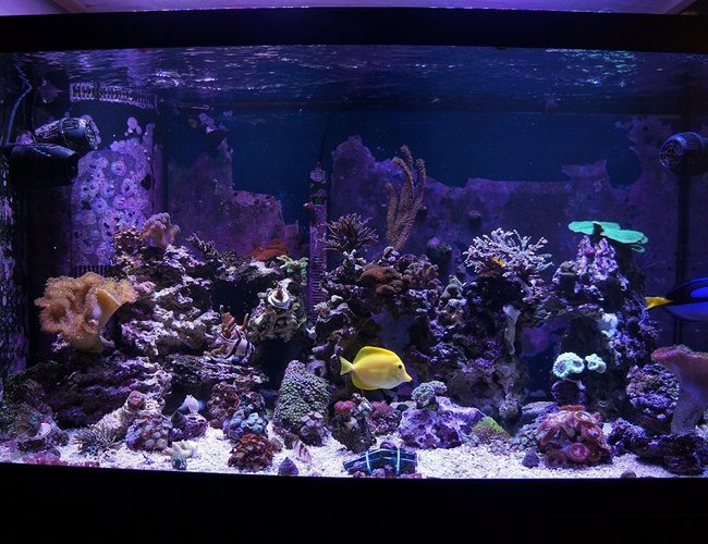 120 gallons reef tank (mostly live coral and fish) - 120 reef updated photo 120 gallons reef tank (mostly live coral and fish) - 120 reef updated photo