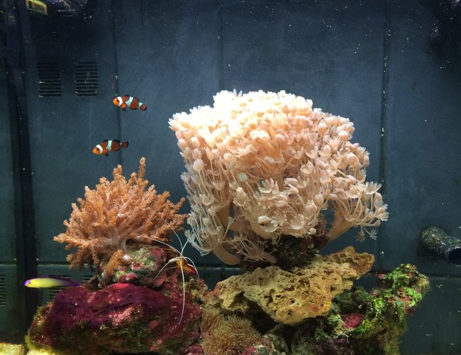 1 gallon reef tank (mostly live coral and fish) - Live corals, clowns, Shrimp, snails, crabs, gramma, fire fish:-) 1 gallon reef tank (mostly live coral and fish) - Live corals, clowns, Shrimp, snails, crabs, gramma, fire fish:-)