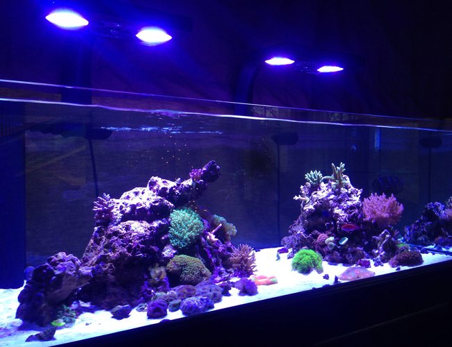 80 gallons reef tank (mostly live coral and fish) - FTS of 80gal Deep Blue Reef Ready, lit by 2 Ecotech Radion Pro LED fixtures with RMS mounts and 2 MP10wES pumps. 80 gallons reef tank (mostly live coral and fish) - FTS of 80gal Deep Blue Reef Ready, lit by 2 Ecotech Radion Pro LED fixtures with RMS mounts and 2 MP10wES pumps.