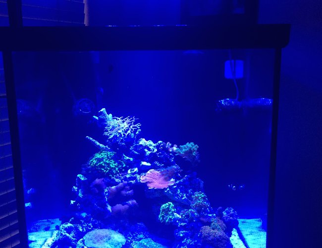 60 gallons reef tank (mostly live coral and fish) - Newly started reef tank 60 gallons reef tank (mostly live coral and fish) - Newly started reef tank
