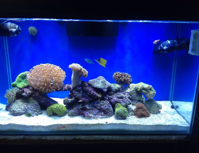80 gallons reef tank (mostly live coral and fish) - 80G reef tank 80 gallons reef tank (mostly live coral and fish) - 80G reef tank