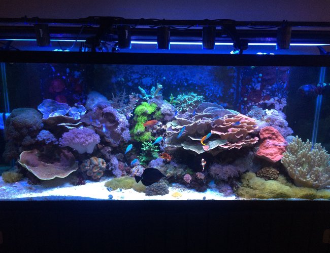 210 gallons reef tank (mostly live coral and fish) - 210 gallon mixed reef. 210 gallons reef tank (mostly live coral and fish) - 210 gallon mixed reef.
