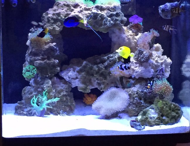 34 gallons reef tank (mostly live coral and fish) - 34 gal with LED lights 34 gallons reef tank (mostly live coral and fish) - 34 gal with LED lights