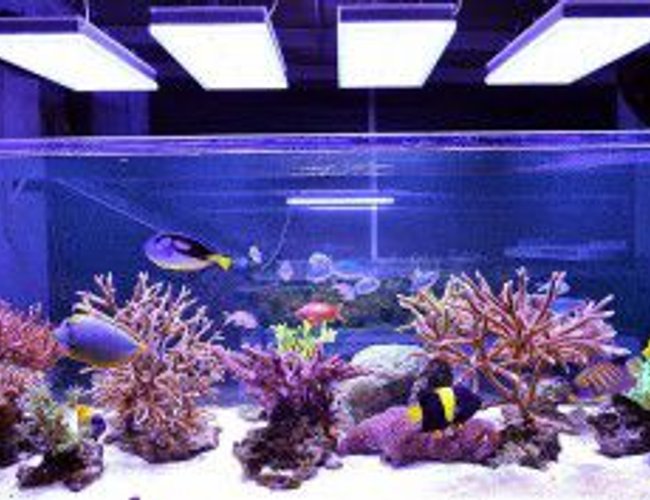 2 gallons reef tank (mostly live coral and fish) - this is my fish tank with lighting 2 gallons reef tank (mostly live coral and fish) - this is my fish tank with lighting