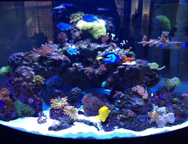 92 gallons reef tank (mostly live coral and fish) - 92 gallon Oceanic 1/4 circle. Up and running 14 months. 92 gallons reef tank (mostly live coral and fish) - 92 gallon Oceanic 1/4 circle. Up and running 14 months.