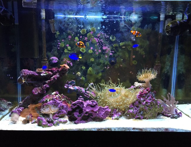 65 gallons reef tank (mostly live coral and fish) - My 1 year old 65 gallon 65 gallons reef tank (mostly live coral and fish) - My 1 year old 65 gallon