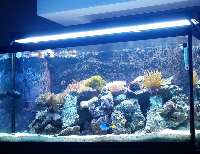 90 gallons reef tank (mostly live coral and fish) - My tank is a 90 Gallon Reef Tank. A 2 bulb T 5 and a 48 inch LED Edge. 20/25 gallon sump with refug ium and Eshopps skimmer. There are three power heads in the tank. 2 450 gph hydors and one wave maker 1350gph
There are six fish in the tank:
2 Clowns
Leopard Wrasse
Blue Hippo Tang
Tomani Tang
Watchman Goby
Several shrimp including a fire, few cleaners and a few peppermint along with a black long spine urchin and snails.
2 Anenomes (Rose Bulb and Condi)
Over 10 corals. 90 gallons reef tank (mostly live coral and fish) - My tank is a 90 Gallon Reef Tank. A 2 bulb T 5 and a 48 inch LED Edge. 20/25 gallon sump with refug ium and Eshopps skimmer. There are three power heads in the tank. 2 450 gph hydors and one wave maker 1350gph
There are six fish in the tank:
2 Clowns
Leopard Wrasse
Blue Hippo Tang
Tomani Tang
Watchman Goby
Several shrimp including a fire, few cleaners and a few peppermint along with a black long spine urchin and snails.
2 Anenomes (Rose Bulb and Condi)
Over 10 corals.