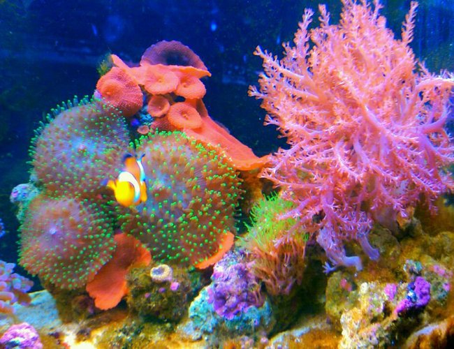 20 gallons reef tank (mostly live coral and fish) - Clown fish..Kenya tree..green star polyps...green hairy mushroom..red mushroom..purple/orange ricordea..waving hands 20 gallons reef tank (mostly live coral and fish) - Clown fish..Kenya tree..green star polyps...green hairy mushroom..red mushroom..purple/orange ricordea..waving hands