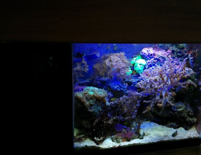 5 gallons reef tank (mostly live coral and fish) - This is my 5.5 gallon tank with built in refugium and custom made canopy. 5 gallons reef tank (mostly live coral and fish) - This is my 5.5 gallon tank with built in refugium and custom made canopy.