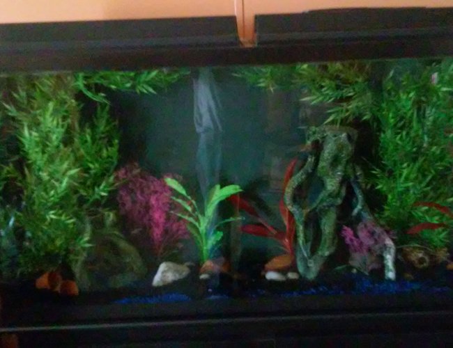 60 gallons reef tank (mostly live coral and fish) 60 gallons reef tank (mostly live coral and fish)
