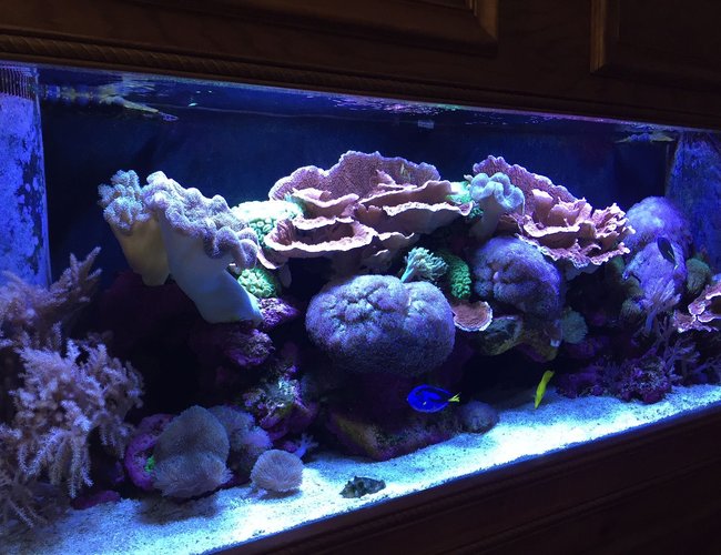 150 gallons reef tank (mostly live coral and fish) - 150 gallon reef tank. 150 gallons reef tank (mostly live coral and fish) - 150 gallon reef tank.