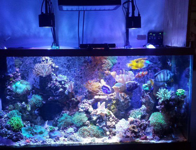 90 gallons reef tank (mostly live coral and fish) - My favorite 90 gallons reef tank (mostly live coral and fish) - My favorite