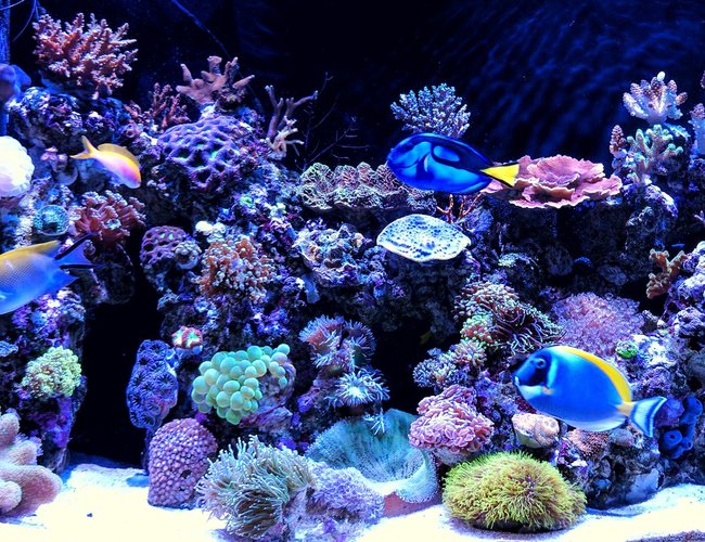 90 gallons reef tank (mostly live coral and fish) - My two years old reef tank. 90 gallons reef tank (mostly live coral and fish) - My two years old reef tank.