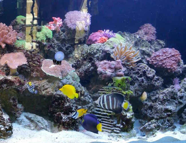 260 gallons reef tank (mostly live coral and fish) - 260 gallon reef tank with various fish 260 gallons reef tank (mostly live coral and fish) - 260 gallon reef tank with various fish