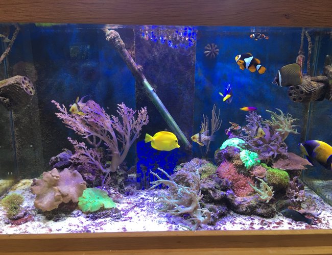 90 gallons reef tank (mostly live coral and fish) - Tank overview 90 gallons reef tank (mostly live coral and fish) - Tank overview