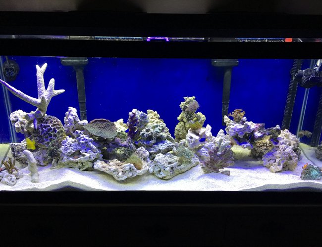 75 gallons reef tank (mostly live coral and fish) - My first try at a reef tank 75 gallons reef tank (mostly live coral and fish) - My first try at a reef tank