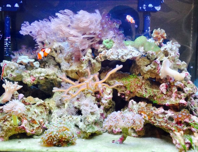 20 gallons reef tank (mostly live coral and fish) - Upclose 20 gallons reef tank (mostly live coral and fish) - Upclose