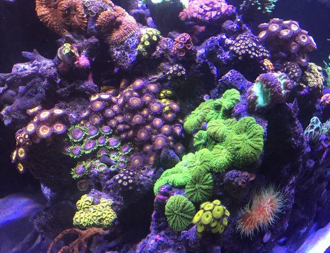 165 gallons reef tank (mostly live coral and fish) - My little garden 165 gallons reef tank (mostly live coral and fish) - My little garden