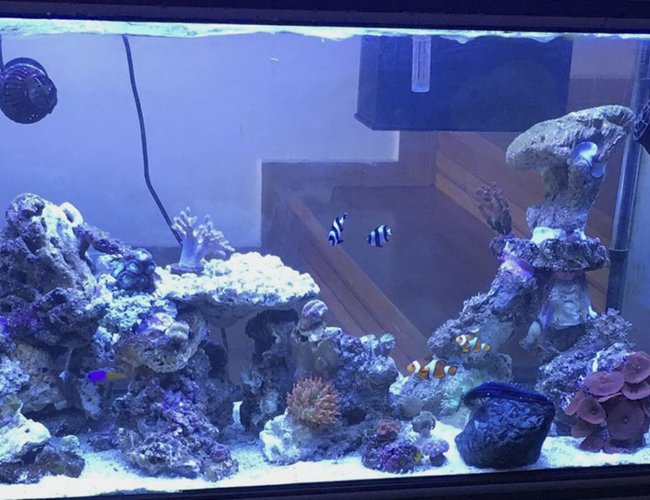 75 gallons reef tank (mostly live coral and fish) - Myreef 75 gallons reef tank (mostly live coral and fish) - Myreef