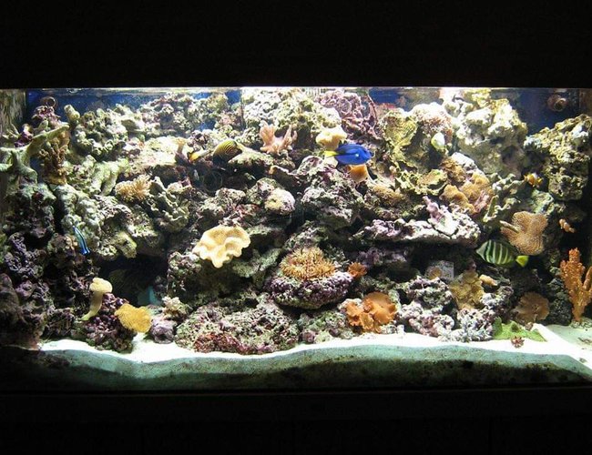 350 gallons reef tank (mostly live coral and fish) - my reef tank 350 gallons reef tank (mostly live coral and fish) - my reef tank