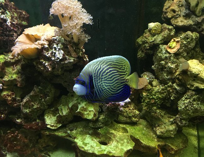 150 gallons reef tank (mostly live coral and fish) - Emperor Angelfish posing for us. He's about 5 inches at this point. 150 gallons reef tank (mostly live coral and fish) - Emperor Angelfish posing for us. He's about 5 inches at this point.