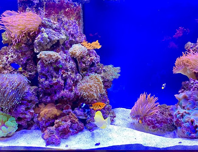 90 gallons reef tank (mostly live coral and fish) - My 90 gal Saltwater Tank 90 gallons reef tank (mostly live coral and fish) - My 90 gal Saltwater Tank