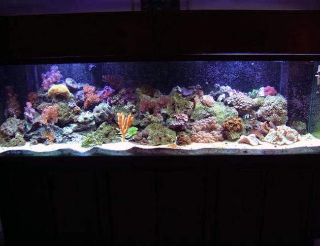 160 gallons reef tank (mostly live coral and fish) - SKYDIVE182's Reef Tank 160 gallons reef tank (mostly live coral and fish) - SKYDIVE182's Reef Tank
