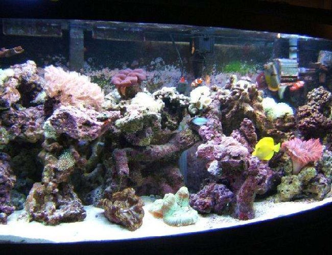 72 gallons reef tank (mostly live coral and fish) - Makes you wonder why there is something rather than nothing. 72 gallons reef tank (mostly live coral and fish) - Makes you wonder why there is something rather than nothing.