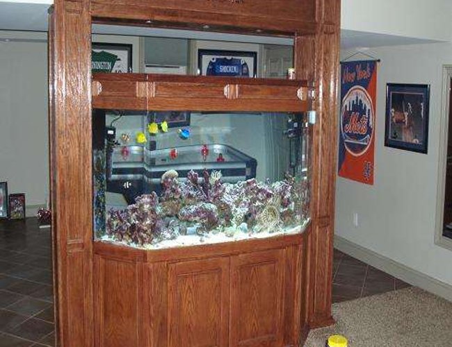 275 gallons reef tank (mostly live coral and fish) - 275 Gallon Flat Back Hex ROOM DIVIDER 275 gallons reef tank (mostly live coral and fish) - 275 Gallon Flat Back Hex ROOM DIVIDER