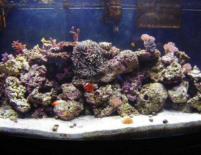 72 gallons reef tank (mostly live coral and fish) - Oct 28. 10 months old.
I fragged the white acro mid-Oct. Seems to be doing well.
Next goal: Catch a bunch of bristleworms! 72 gallons reef tank (mostly live coral and fish) - Oct 28. 10 months old.
I fragged the white acro mid-Oct. Seems to be doing well.
Next goal: Catch a bunch of bristleworms!
