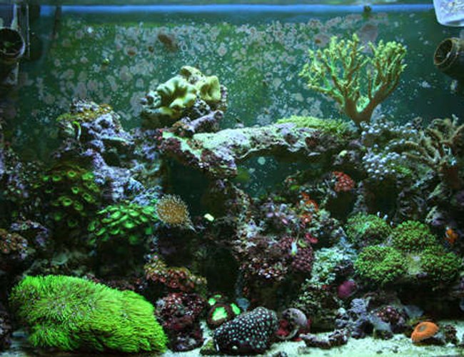 32 gallons reef tank (mostly live coral and fish) - 32g Reef
Tunze Doc Skimmer 9002
Aqualight Pro 24 MH 150w 10 000K Reeflux + 2-65w actinics
50 lbs LR + 2 SEIO 620
Fish's & cleanup crew 32 gallons reef tank (mostly live coral and fish) - 32g Reef
Tunze Doc Skimmer 9002
Aqualight Pro 24 MH 150w 10 000K Reeflux + 2-65w actinics
50 lbs LR + 2 SEIO 620
Fish's & cleanup crew