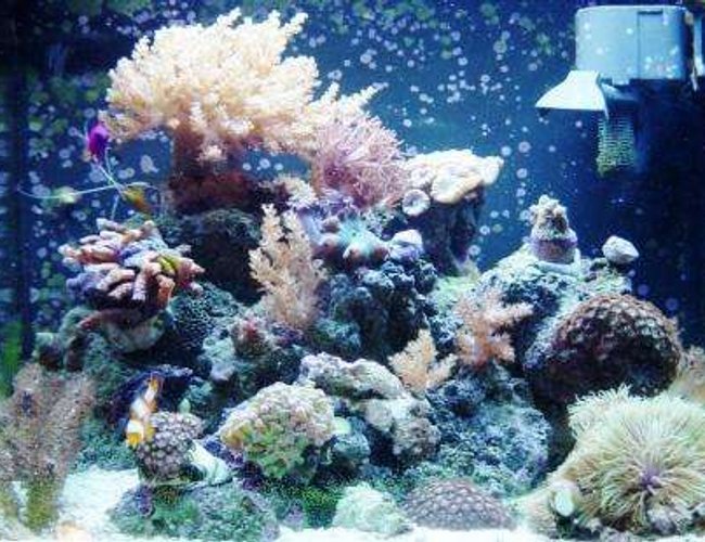 24 gallons reef tank (mostly live coral and fish) - One more Pic Of my Tank 24 gallons reef tank (mostly live coral and fish) - One more Pic Of my Tank