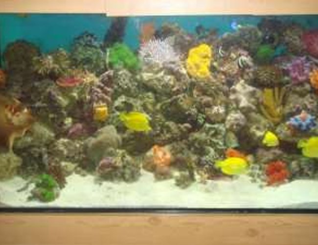250 gallons reef tank (mostly live coral and fish) - 7x2x2 with 3 other tanks connected 250 gallons reef tank (mostly live coral and fish) - 7x2x2 with 3 other tanks connected