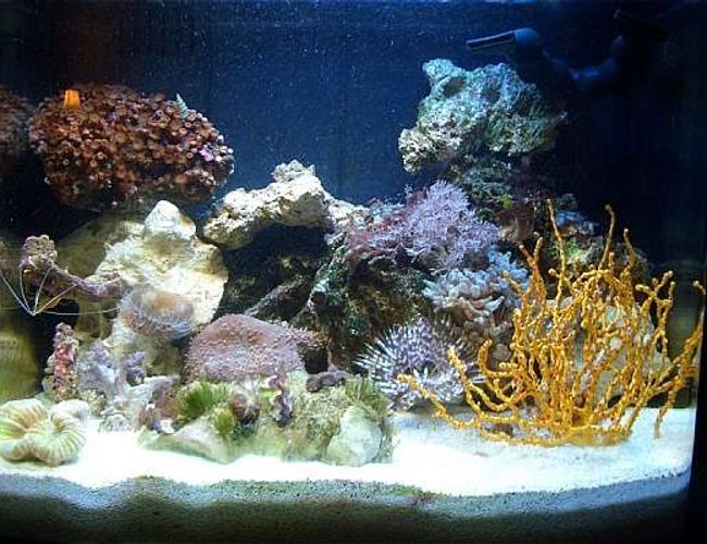 12 gallons reef tank (mostly live coral and fish) - 12g nano 12 gallons reef tank (mostly live coral and fish) - 12g nano