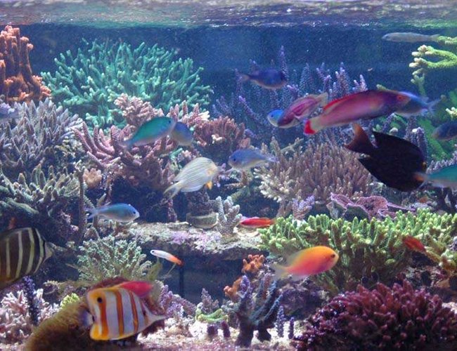 375 gallons reef tank (mostly live coral and fish) - SPS dominated tank 375 gallons reef tank (mostly live coral and fish) - SPS dominated tank