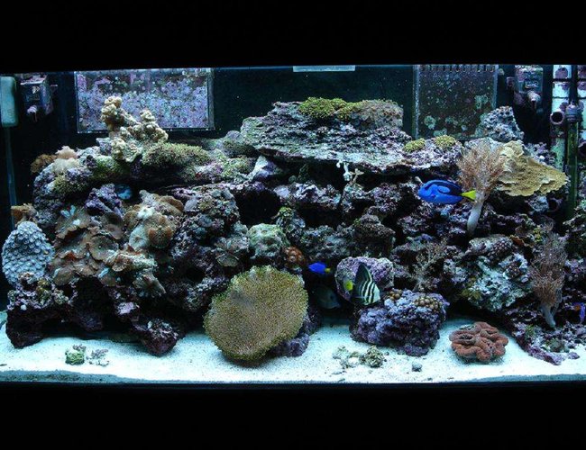 80 gallons reef tank (mostly live coral and fish) - front center 80 gallons reef tank (mostly live coral and fish) - front center