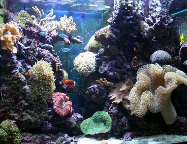 100 gallons reef tank (mostly live coral and fish) - Six Months Old 100 gallons reef tank (mostly live coral and fish) - Six Months Old