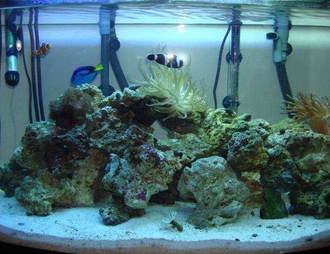46 gallons reef tank (mostly live coral and fish) - 46 gal bow front reef 46 gallons reef tank (mostly live coral and fish) - 46 gal bow front reef
