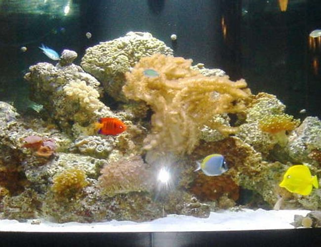 76 gallons reef tank (mostly live coral and fish) 76 gallons reef tank (mostly live coral and fish)