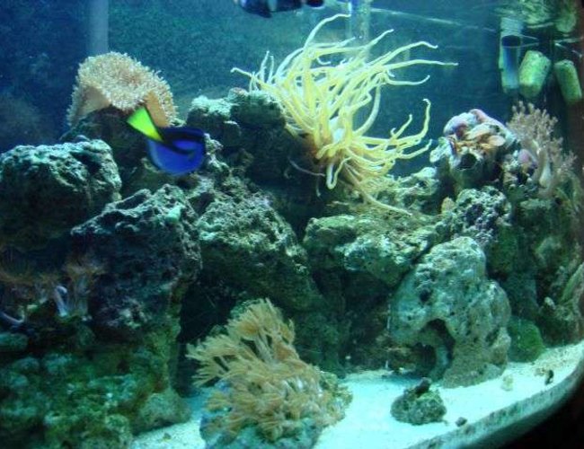 46 gallons reef tank (mostly live coral and fish) - new reef Tank pic 46 gallons reef tank (mostly live coral and fish) - new reef Tank pic