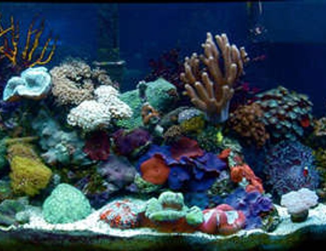 46 gallons reef tank (mostly live coral and fish) - 46 Gallon Bow, All Soft Corals, Power Compact lighting, weekly water changes, oceanic mix, P Skimmer, Penguin Filter. 2 clowns, dwarf Angel, Pistol and Goby...14 month running. 46 gallons reef tank (mostly live coral and fish) - 46 Gallon Bow, All Soft Corals, Power Compact lighting, weekly water changes, oceanic mix, P Skimmer, Penguin Filter. 2 clowns, dwarf Angel, Pistol and Goby...14 month running.