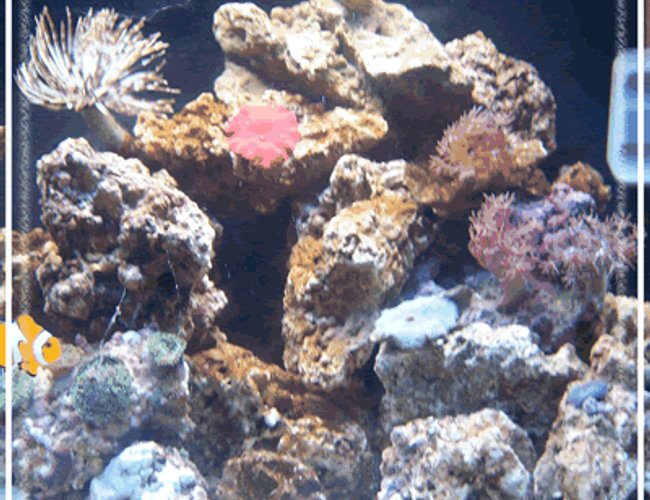 12 gallons reef tank (mostly live coral and fish) - jbj 12 gallons reef tank (mostly live coral and fish) - jbj