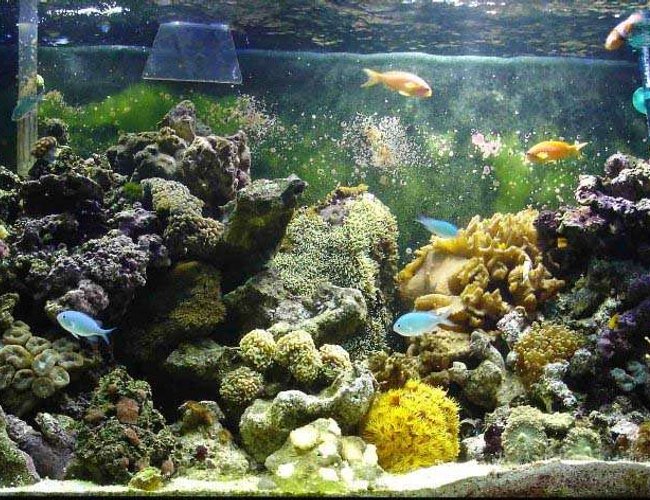 77 gallons reef tank (mostly live coral and fish) - 77 us/gal reef tank
Fishs:
Amphiprion ocellaris, Amphiprion percula, Chromis viridis, Gobiodon okinawae, Pseudanthias squamipinnis, Gramma loreto, Salarias fasciatus.
Corals:
Frogspawn, Torch coral, Zooanthus, Mushrooms, Green star polyps, Hammers, Sun coral, Xénia, Cabbage leather coral, Ricordea. 77 gallons reef tank (mostly live coral and fish) - 77 us/gal reef tank
Fishs:
Amphiprion ocellaris, Amphiprion percula, Chromis viridis, Gobiodon okinawae, Pseudanthias squamipinnis, Gramma loreto, Salarias fasciatus.
Corals:
Frogspawn, Torch coral, Zooanthus, Mushrooms, Green star polyps, Hammers, Sun coral, Xénia, Cabbage leather coral, Ricordea.