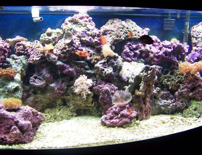 72 gallons reef tank (mostly live coral and fish) - Front view, close up setting, no flash 72 gallons reef tank (mostly live coral and fish) - Front view, close up setting, no flash