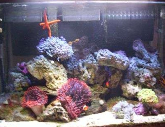 100 gallons reef tank (mostly live coral and fish) - customer tank 100 gallons reef tank (mostly live coral and fish) - customer tank